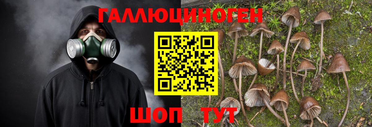 Галлюциногенные грибы Psilocybe  Псилоцибиновые грибы прущие грибы  Кизляр  Вход с VPN 