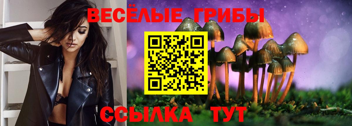 Псилоцибиновые грибы Psilocybe Кизляр